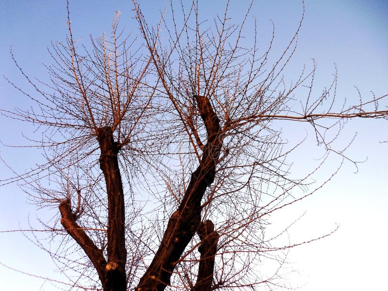 Ramas de árbol sin las hojas foto de archivo