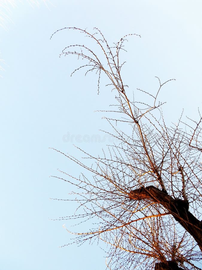 Ramas de árbol sin las hojas imagenes de archivo