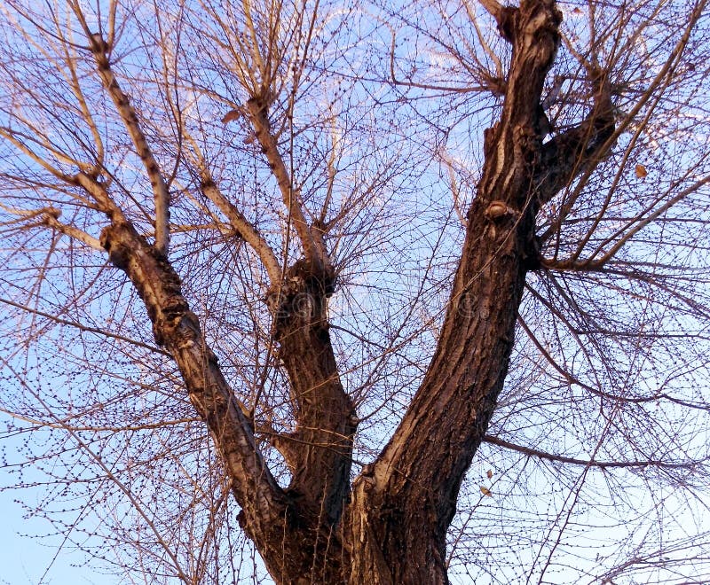 Ramas de árbol sin las hojas fotos de archivo libres de regalías
