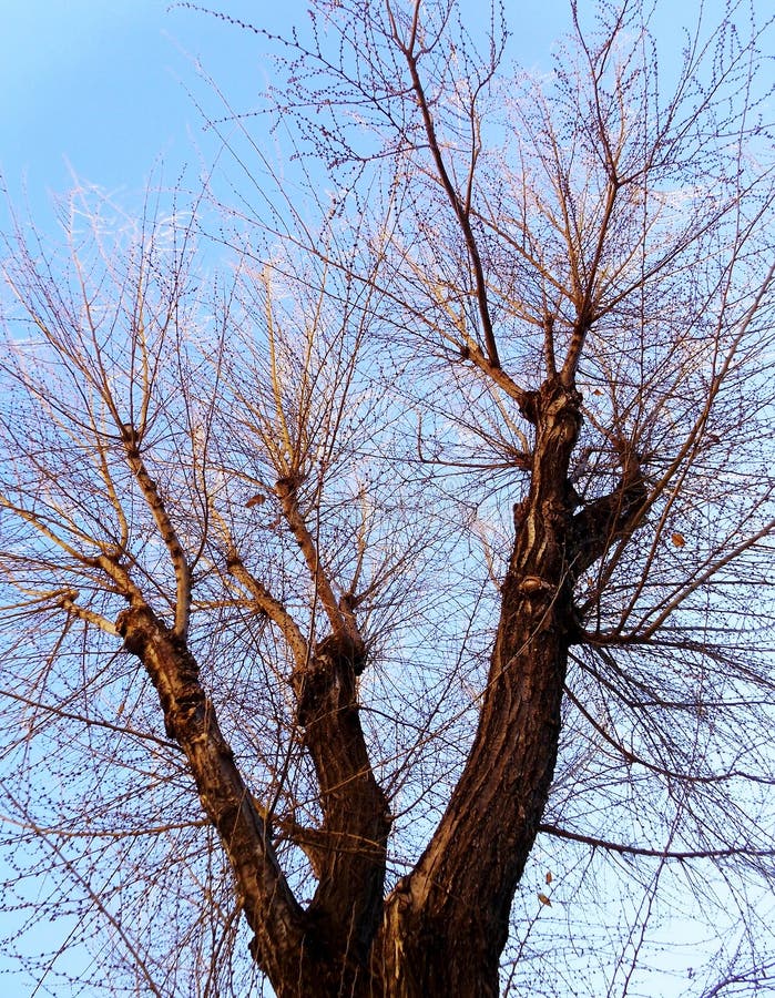 Ramas de árbol sin las hojas fotografía de archivo