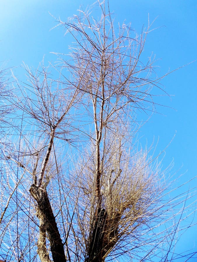 Ramas de árbol sin las hojas imagen de archivo libre de regalías