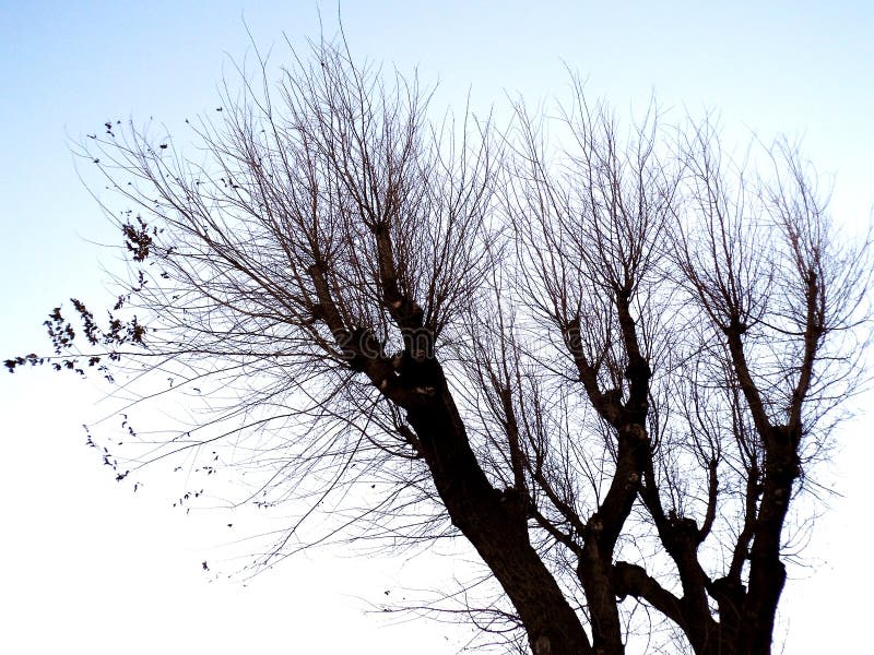 Ramas de árbol sin las hojas imagen de archivo