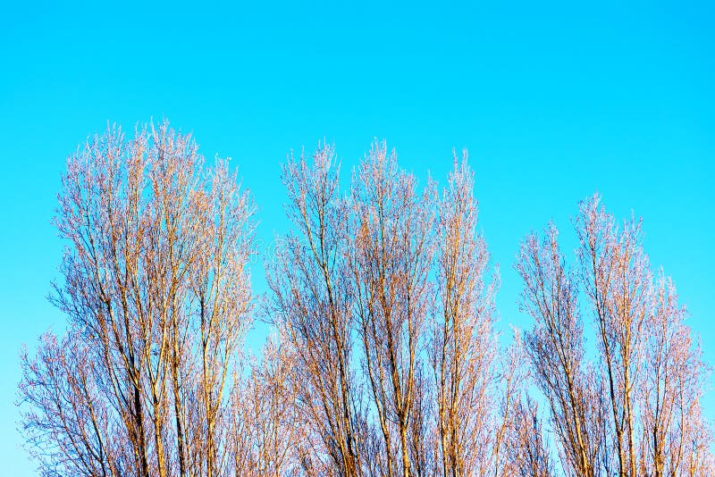 Ramas de árbol y cielo azul fotografía de archivo