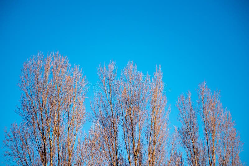 Ramas de árbol y cielo azul imagen de archivo libre de regalías