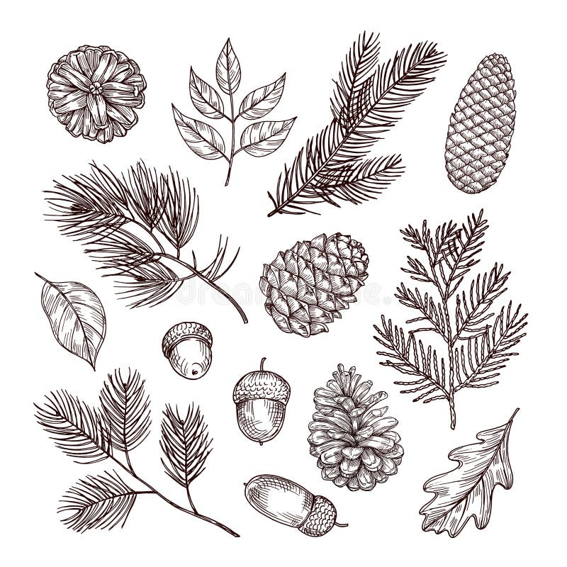 Ramas del abeto del bosquejo Bellotas y conos del pino Elementos del bosque de la Navidad, del invierno y del otoño Vector dibuja