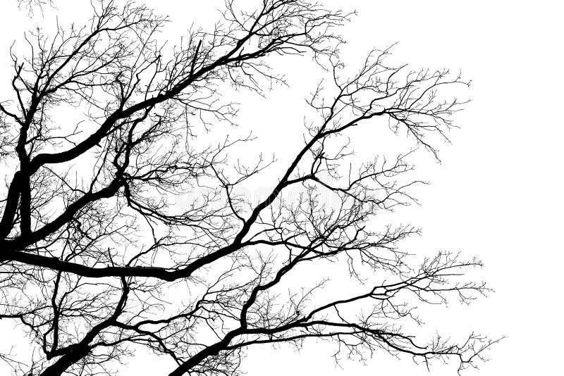 Ramas deshojadas del árbol, silueta negra de la corona vieja del roble en el fondo claro blanco del cielo, textura desnuda de las