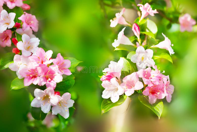 Ramas florecientes de la cereza con las flores rosadas fotografía de archivo libre de regalías Ramas florecientes de la cereza con las flores rosadas fotografía de archivo libre de regalías