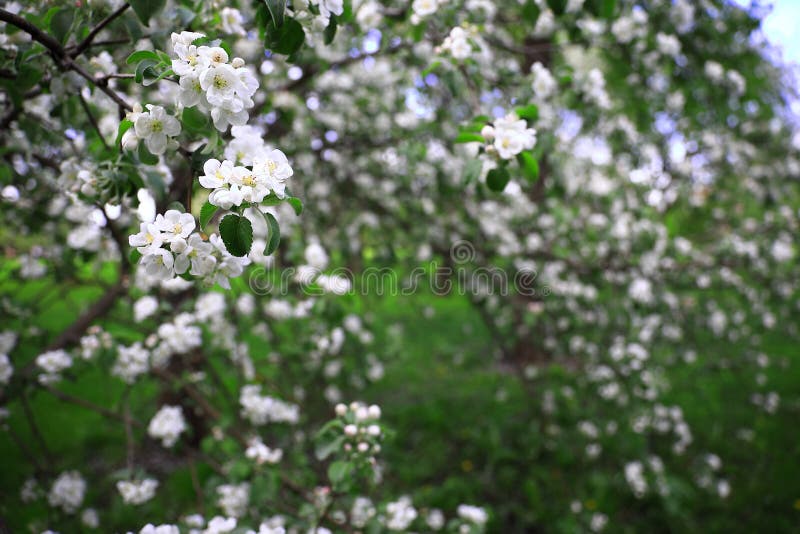 Ramas florecientes de un manzano con las flores blancas en foco en el primero plano foto de archivo Ramas florecientes de un manzano con las flores blancas en foco en el primero plano foto de archivo