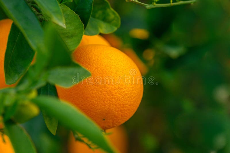 Oranges Growing On Trees In Farm.3. Oranges Growing On Trees In Farm.3