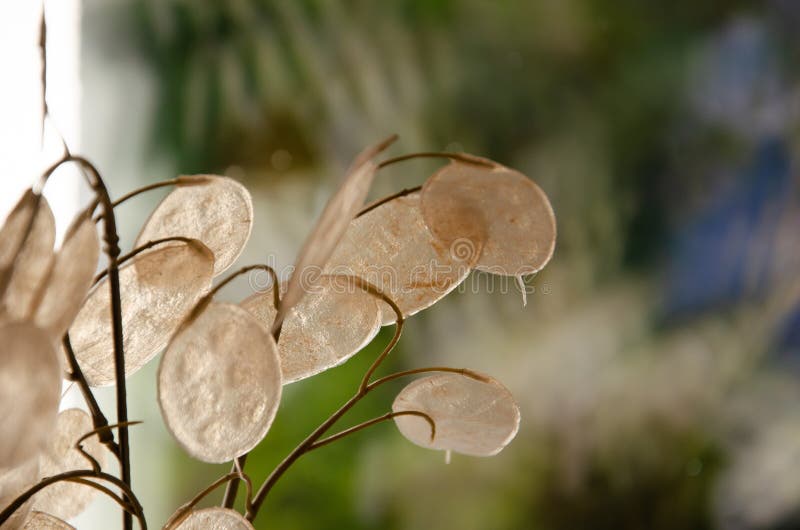 Ramas Secas Decorativas