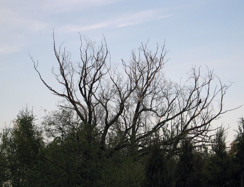 Ramas superiores del árbol muerto contra el cielo azul fotografía de archivo libre de regalías Ramas superiores del árbol muerto contra el cielo azul fotografía de archivo libre de regalías