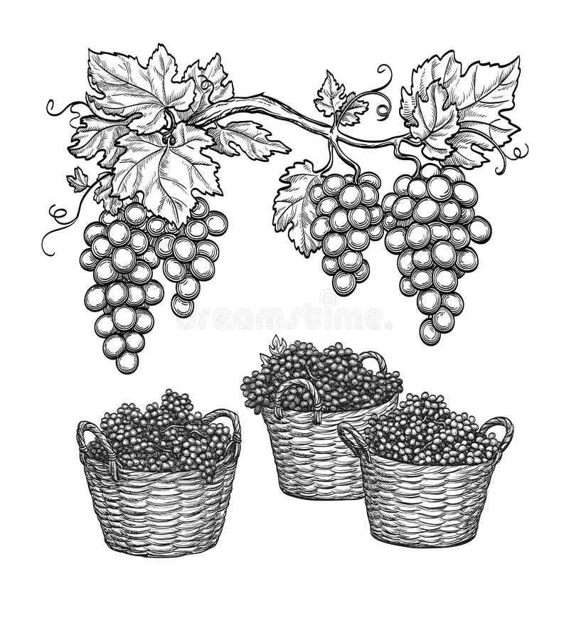 Ramas y uvas de la uva en cestas stock de ilustración Ramas y uvas de la uva en cestas stock de ilustración