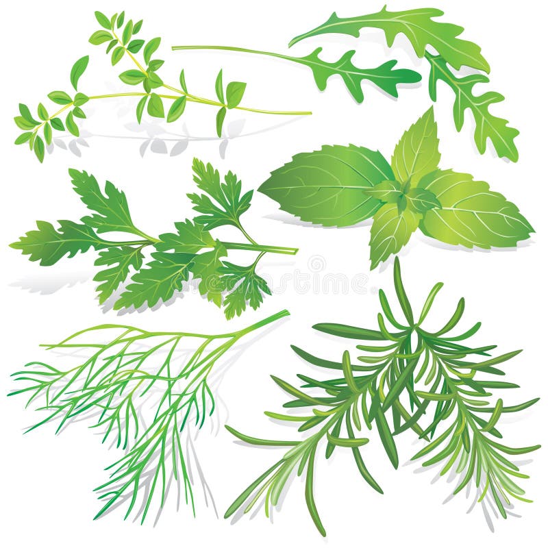 Ramassage d'herbes fraîches illustration libre de droits Ramassage d'herbes fraîches illustration libre de droits