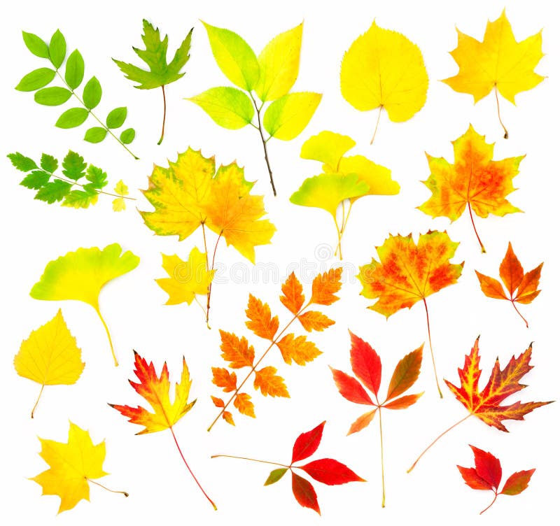 Ramassage de belles lames d'automne colorées photo libre de droits Ramassage de belles lames d'automne colorées photo libre de droits