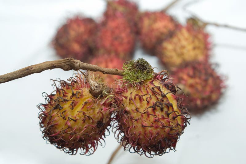 Rambutan fotografie stock