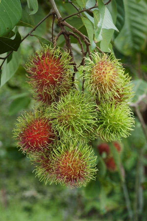 Rambutan fruits stock image. Image of dessert, yellow - 16988185