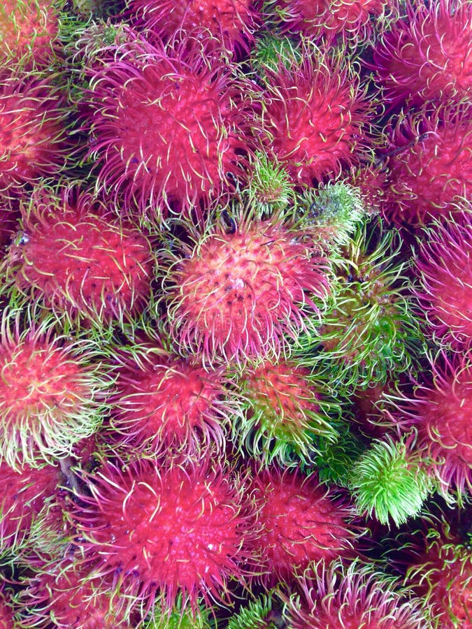 Rambutan stock photo. Image of rambutan, local, fruit 55423010
