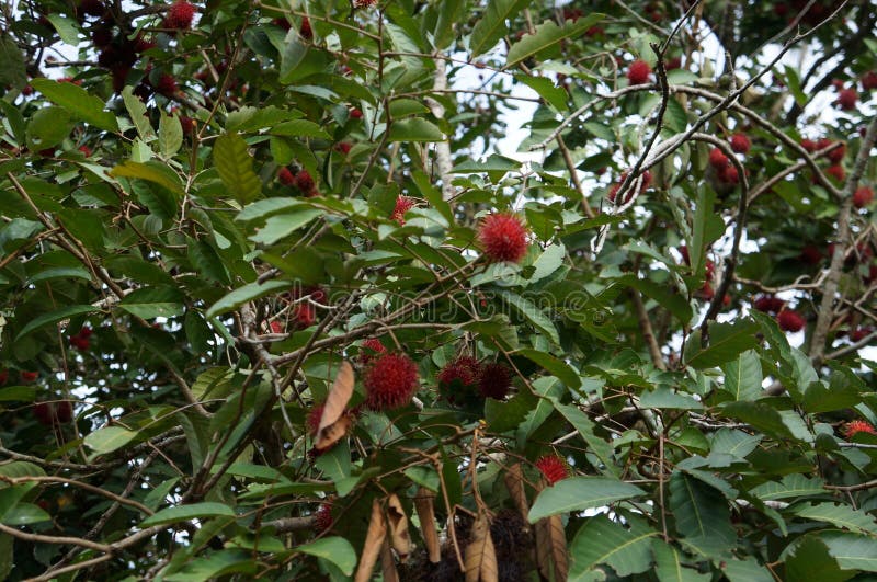 Rambutan Nephelium lappaceum tropical Exotic fruit