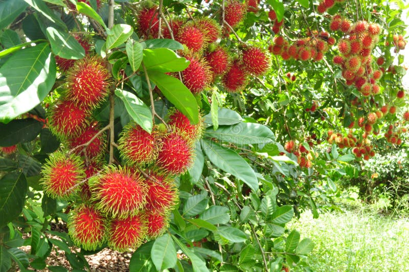 Rambutan rosso fotografia stock