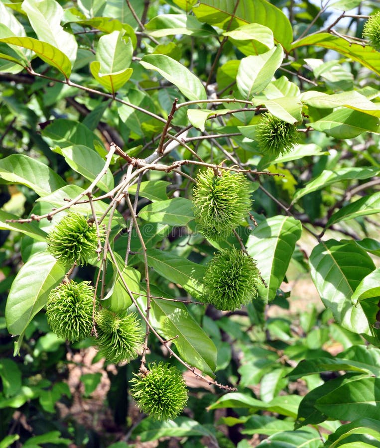 Rambutan tree