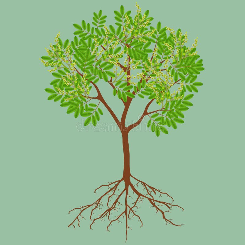 Rambutan Tree Stock Illustrations – 235 Rambutan Tree Stock Illustrations,  Vectors & Clipart - Dreamstime