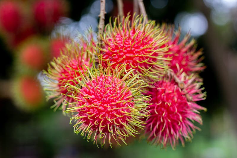 Rambutan on the tree. Rambutan is a tropical fruit, sweet taste