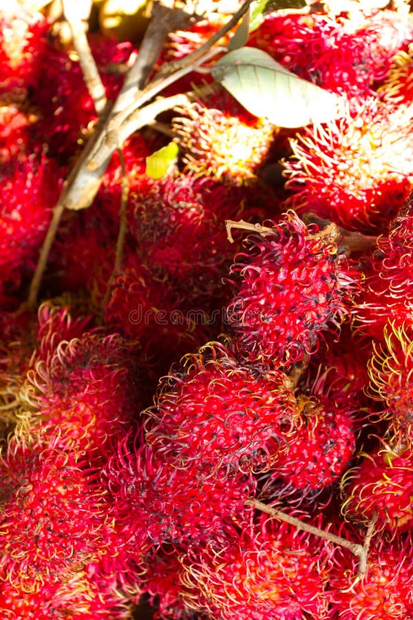 Rambutan Tropical Fruit