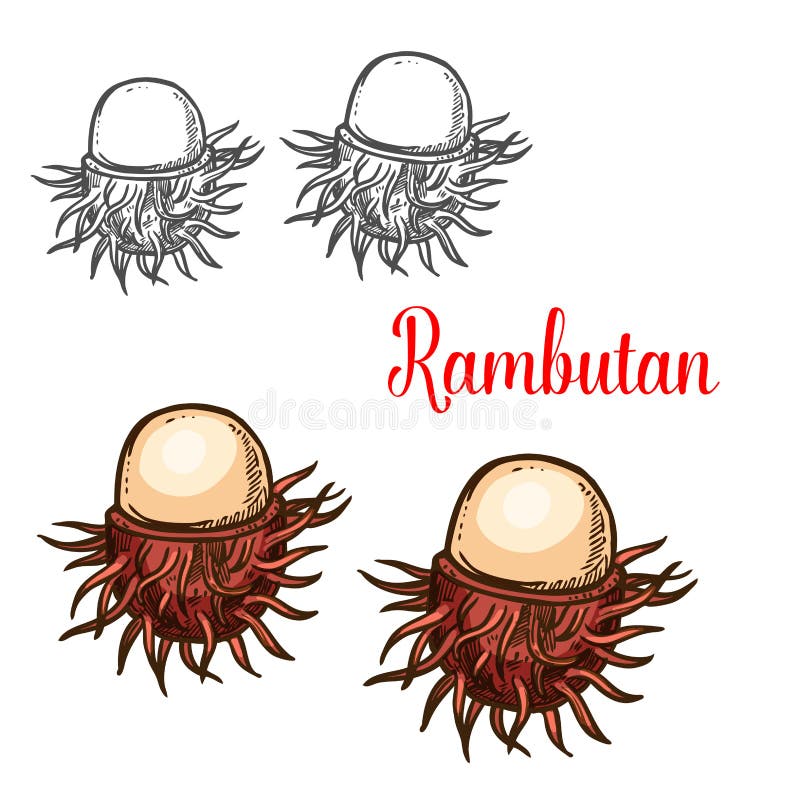 Rambutan tropical fruit sketch of asian berry