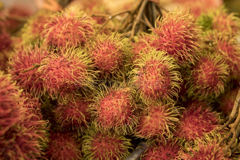 Rambutan, Tropical fruit in Southeast Asia