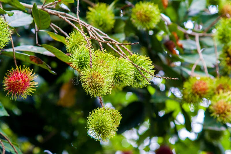 Rambutan a Tropical Fruit stock photo. Image of fruit 76923436