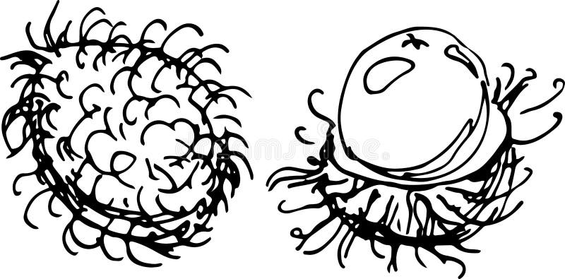 Download Rambutan. Vector Illustration Stock Vector - Illustration of black, cartoon: 65052902