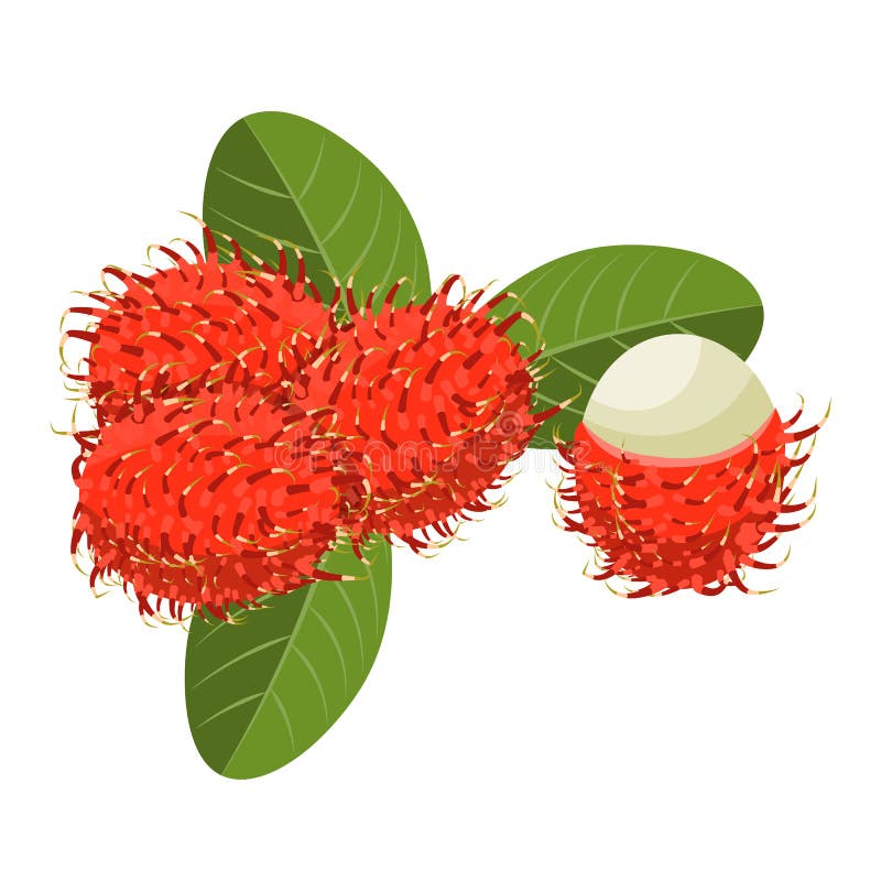  Rambutan  Stock Illustrations 950 Rambutan  Stock 