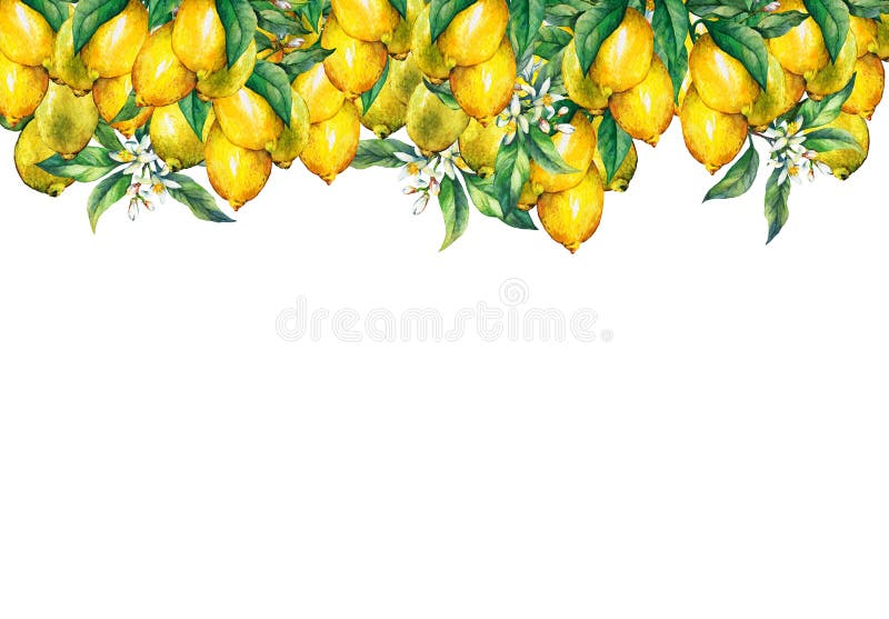 Ramen av filialerna av nya citrusfruktcitroner med gräsplan lämnar och blommar stock illustrationer