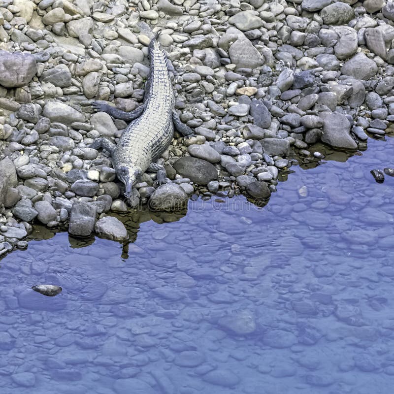 Ramgangarivier en gharial, ook gekend als gavial, en vis-etende krokodil - Jim Corbett National Park, India stock foto's Ramgangarivier en gharial, ook gekend als gavial, en vis-etende krokodil - Jim Corbett National Park, India stock foto's