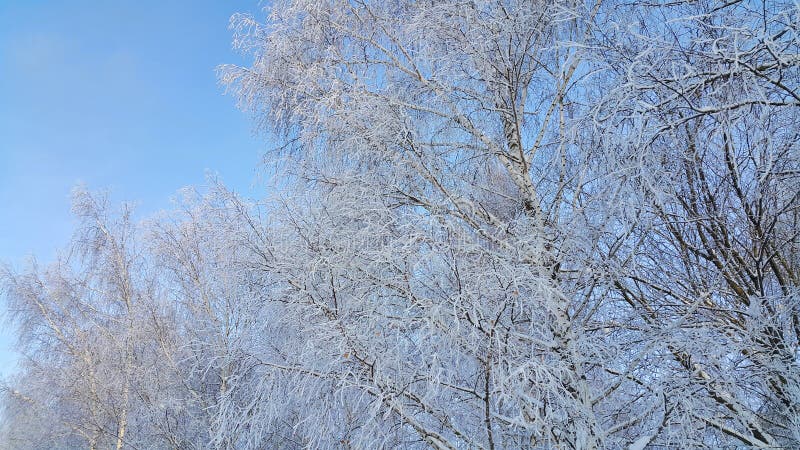 rami degli alberi coperti di neve e di brina immagine stock libera da diritti rami degli alberi coperti di neve e di brina immagine stock libera da diritti