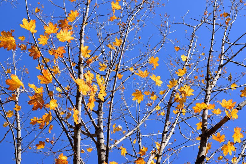Rami dell'acero con le foglie di giallo di autunno immagini stock Rami dell'acero con le foglie di giallo di autunno immagini stock