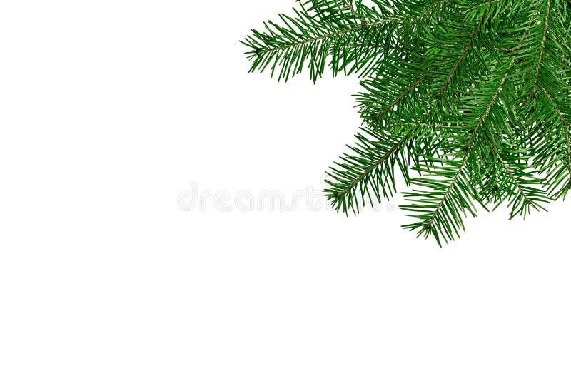 Rami dell'albero di Natale isolati sopra bianco