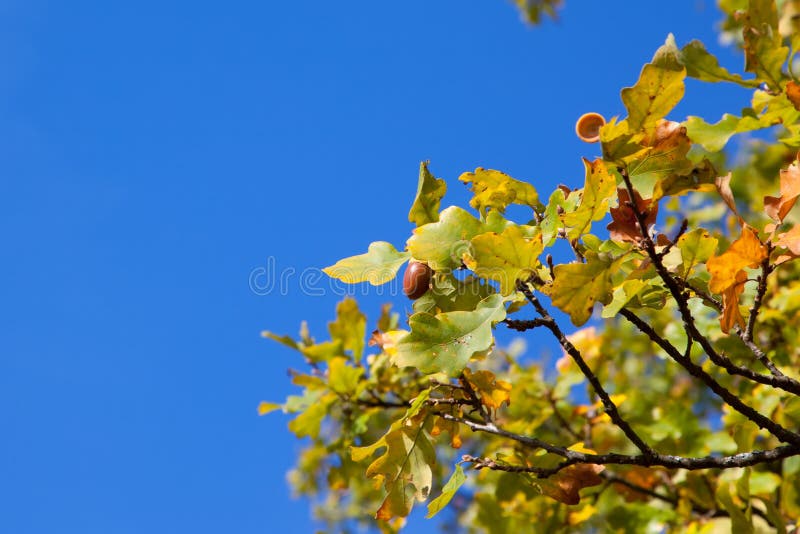 rami della quercia con le ghiande contro il cielo blu fotografia stock rami della quercia con le ghiande contro il cielo blu fotografia stock