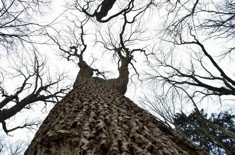 Rami di albero nudi contro i precedenti del cielo nuvoloso fotografie stock Rami di albero nudi contro i precedenti del cielo nuvoloso fotografie stock
