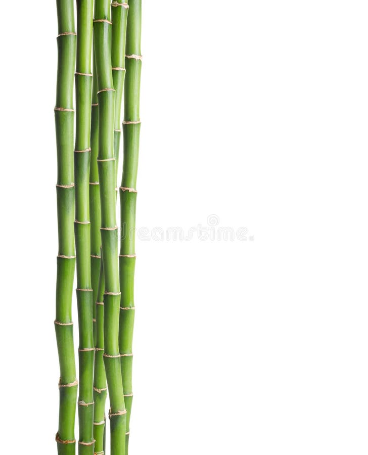Rami di bambù isolati su fondo bianco immagine stock libera da diritti