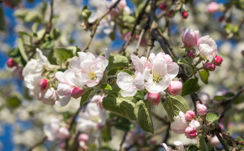Rami di di melo sbocciante con i fiori bianchi e rosa fotografie stock Rami di di melo sbocciante con i fiori bianchi e rosa fotografie stock