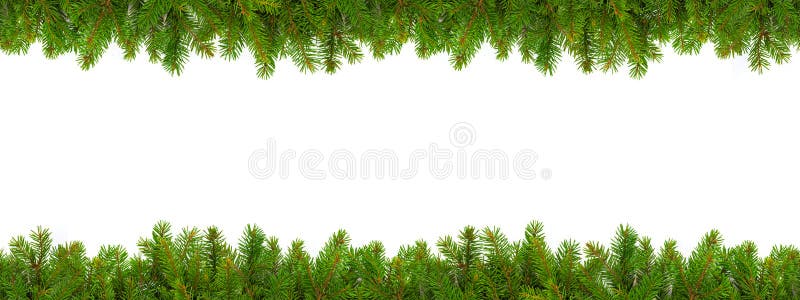 Rami sempreverdi su sfondo bianco immagini stock libere da diritti