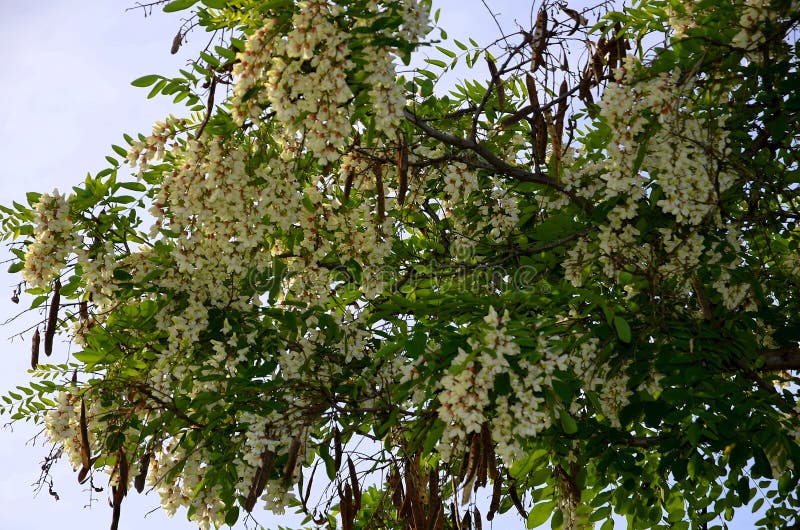 Rami di fioritura della festa dei lavoratori bianca dell'acacia immagine stock Rami di fioritura della festa dei lavoratori bianca dell'acacia immagine stock