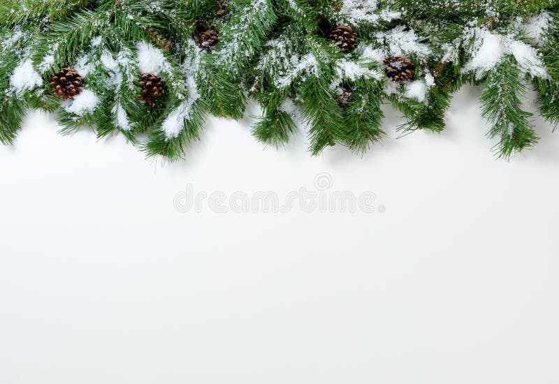 Rami e pigne di albero nevosi di Natale su fondo bianco
