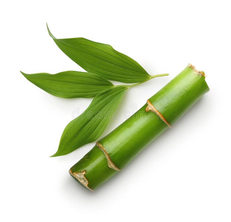 Rami di bambù isolati immagine stock