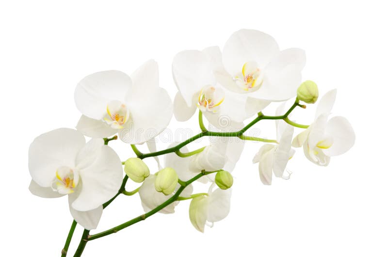 Rami lunghi dell'orchidea bianca delicata del mazzo