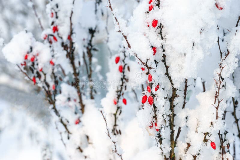 Rami rossi delle bacche del crespino sotto neve immagine stock libera da diritti Rami rossi delle bacche del crespino sotto neve immagine stock libera da diritti