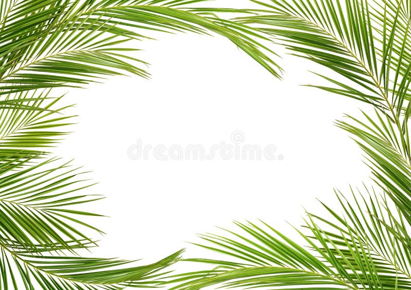 Rami verdi della palma nel telaio