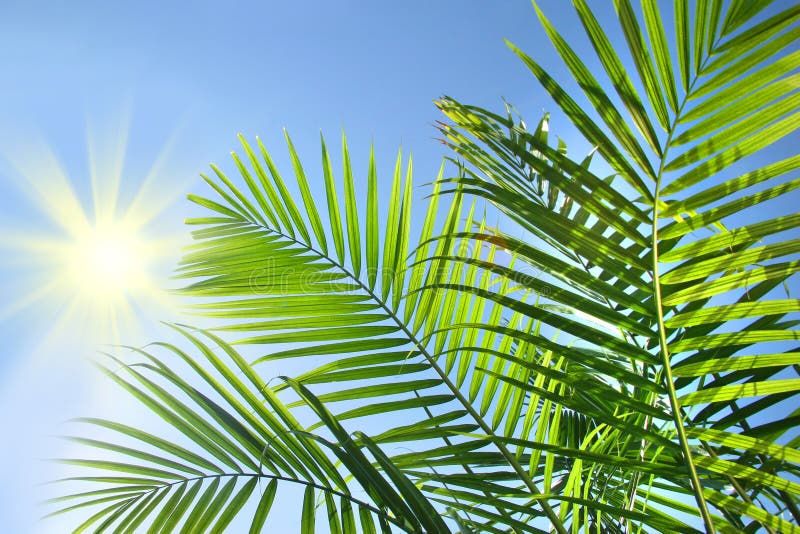 Ramificaciones de la palma en el sol