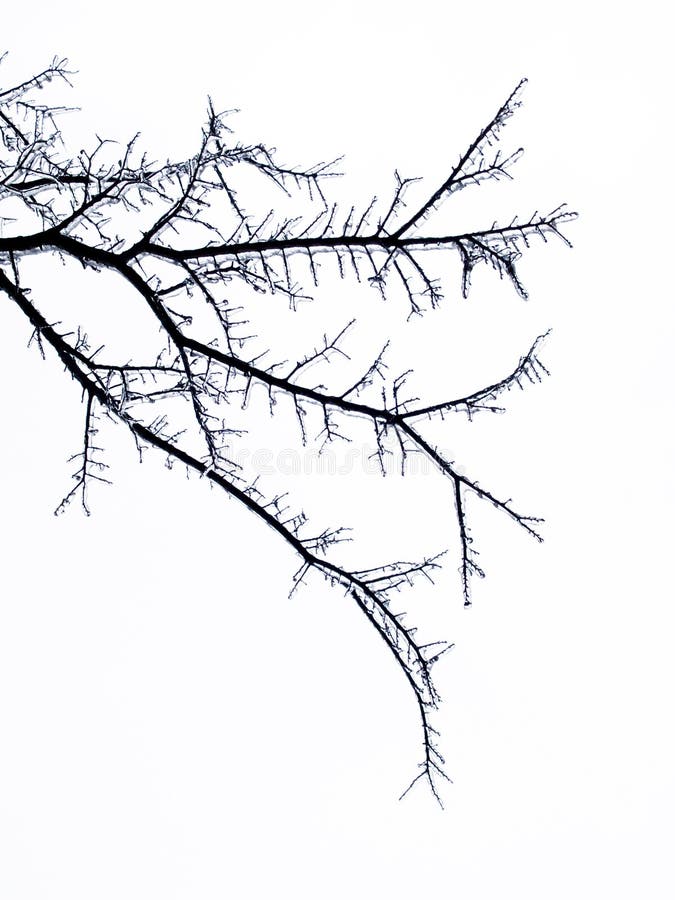 Ramas de árboles congeladas foto de archivo libre de regalías